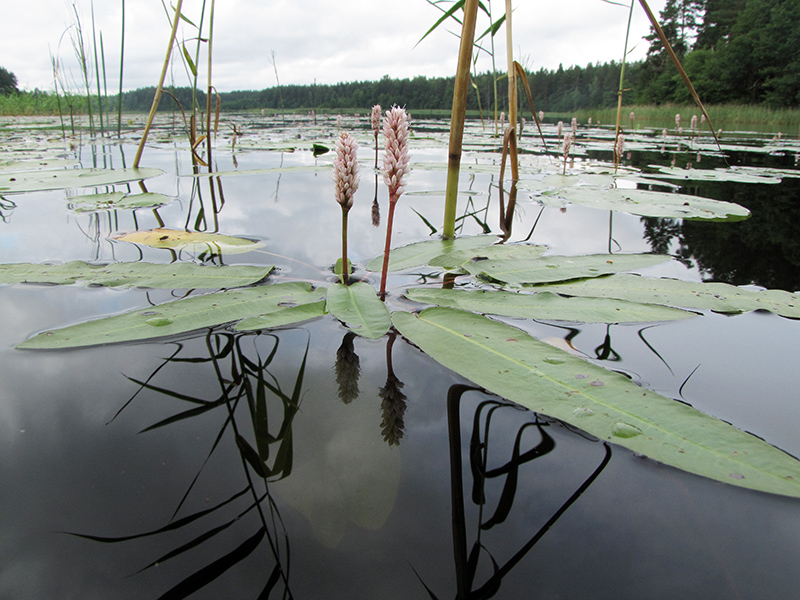 Изображение особи Persicaria amphibia.