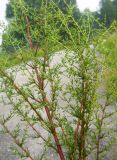 Artemisia campestris