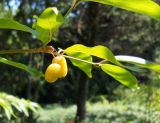 Cornus mas