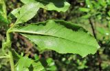 Escallonia glutinosa. Лист (вид с обратной стороны). Абхазия, г. Сухум, ботанический сад. 12.06.2012.