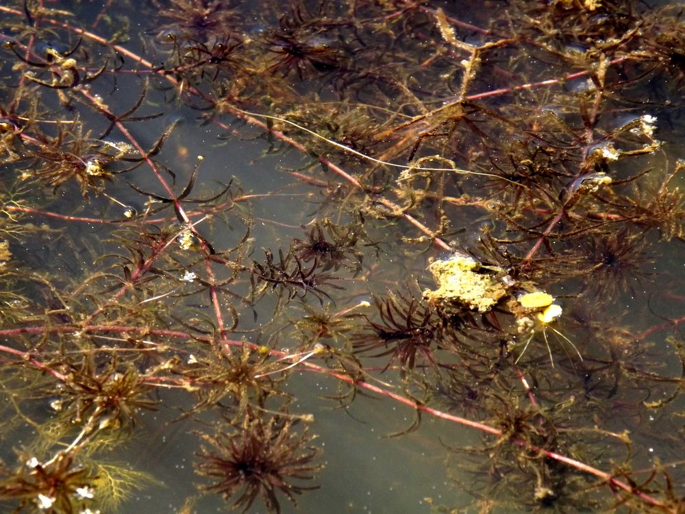 Изображение особи Hydrilla verticillata.