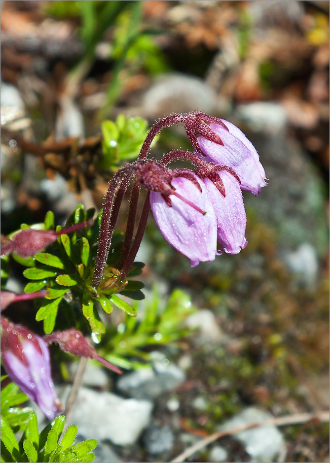 Изображение особи Phyllodoce caerulea.