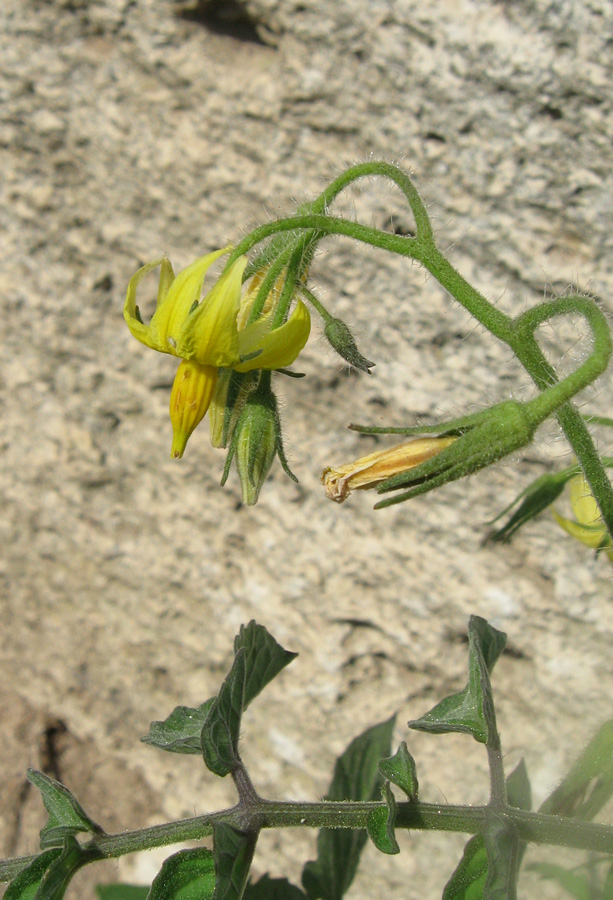 Image of Lycopersicon esculentum specimen.