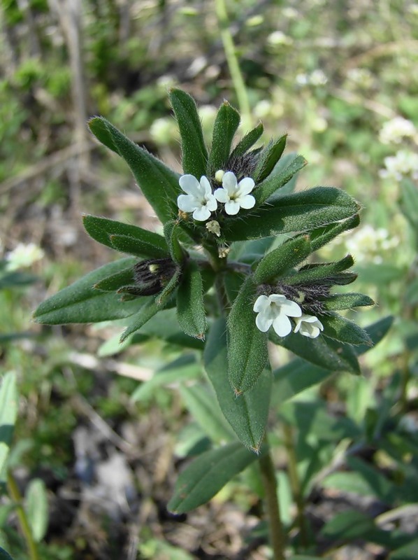 Image of Buglossoides arvensis specimen.