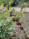 genus Cotoneaster
