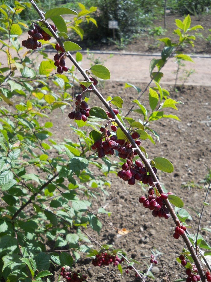 Image of genus Cotoneaster specimen.