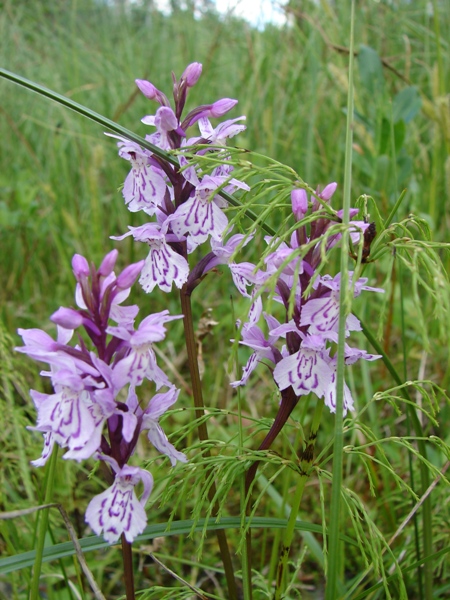 Изображение особи Dactylorhiza psychrophila.