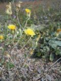 род Centaurea. Верхушки побегов с соцветиями. Южный берег Крыма, окр. г. Ялта, на лугу. 1 ноября 2012 г.
