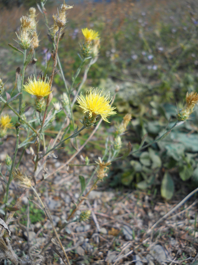 Изображение особи род Centaurea.