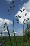 Dactylis glomerata. Верхушки побегов с соцветиями. Ленинградская обл., Лужский р-н, пойменный луг. Середина июня.