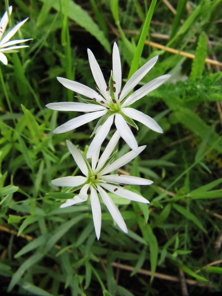 Image of Stellaria palustris specimen.