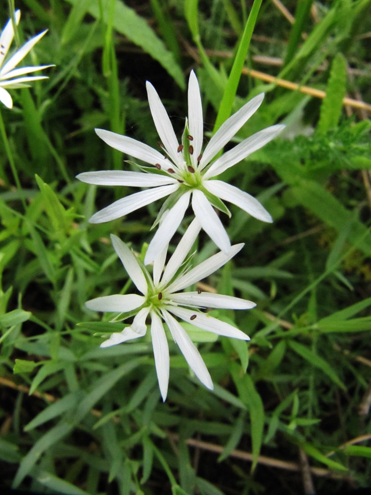 Изображение особи Stellaria palustris.