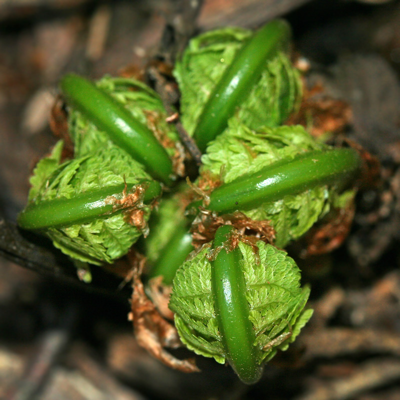 Image of Matteuccia struthiopteris specimen.