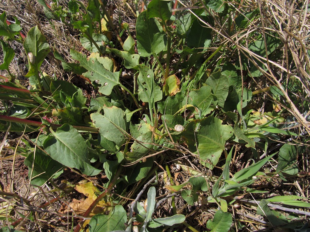 Изображение особи Rumex spinosus.