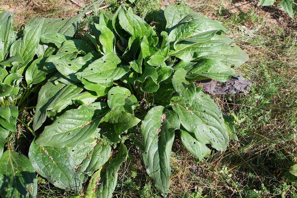 Изображение особи Cynoglossum officinale.