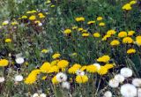 Taraxacum officinale. Аспект цветущего и плодоносящего одуванчика. Южно-Сахалинск, май 2003 г.