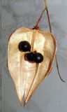 Koelreuteria paniculata