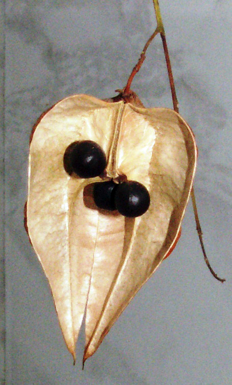 Image of Koelreuteria paniculata specimen.