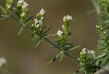 Galium humifusum