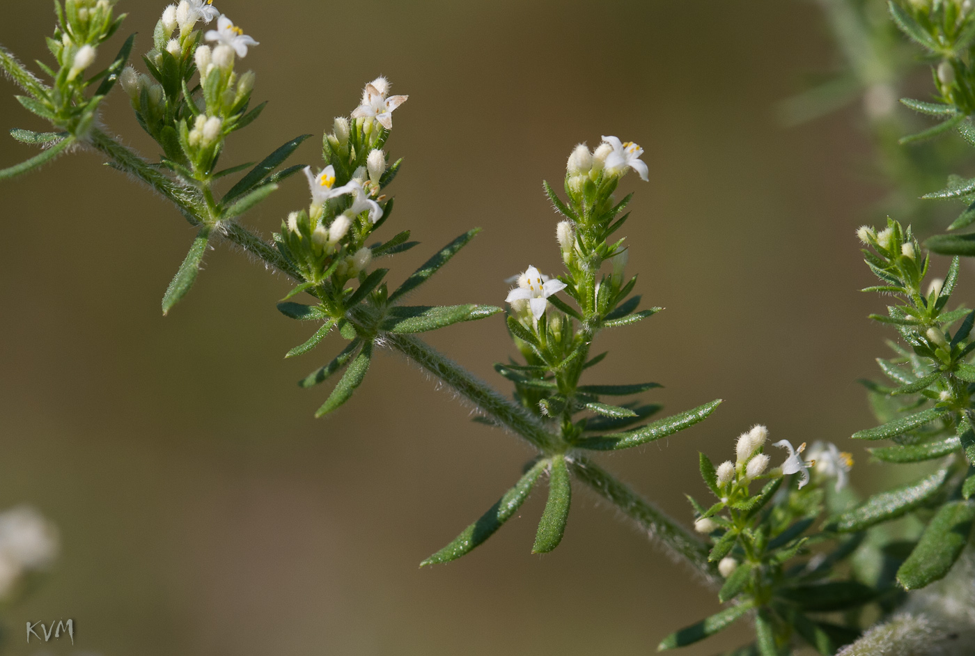 Изображение особи Galium humifusum.