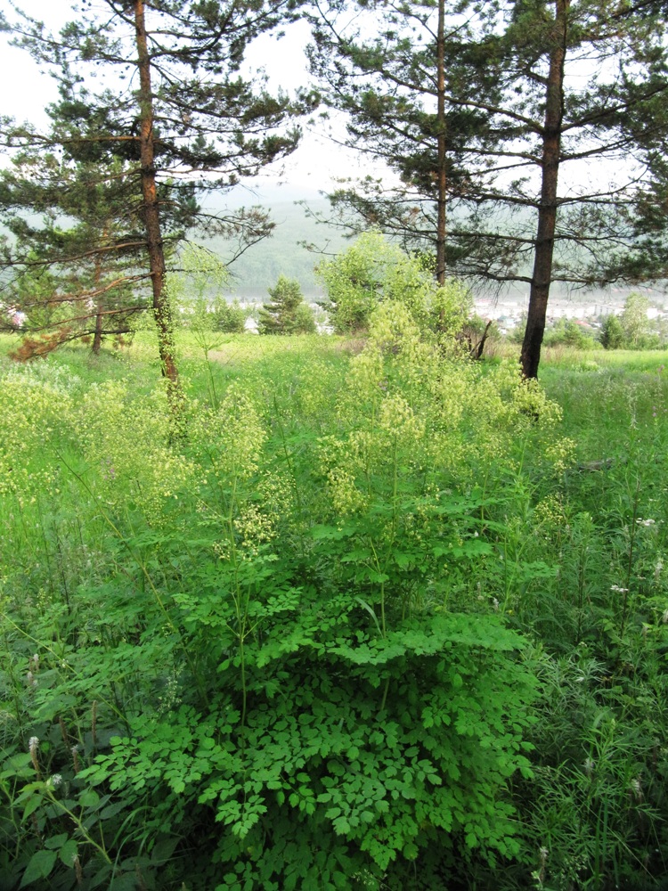 Image of Thalictrum minus specimen.