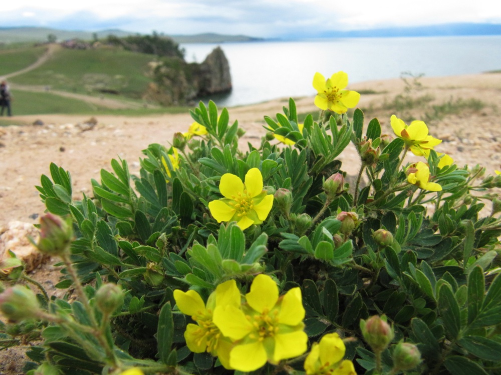 Image of Potentilla bifurca specimen.