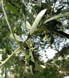 Olea europaea. Ветвь дерева с развивающимися соплодиями. Франция, Приморские Альпы, г. Ментона, проспект Соспель, бульвар. 19.06.2012.