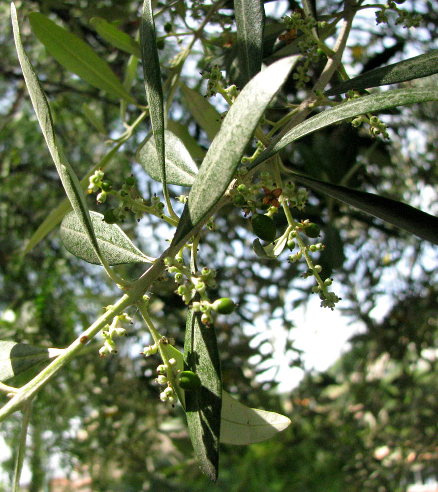 Image of Olea europaea specimen.