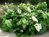 Hydrangea quercifolia. Цветущий куст. Франция, Приморские Альпы, г. Сен-Жан-Кап-Ферра, вилла Эфрусси-де-Ротшильд, французский сад. 20.06.2012.