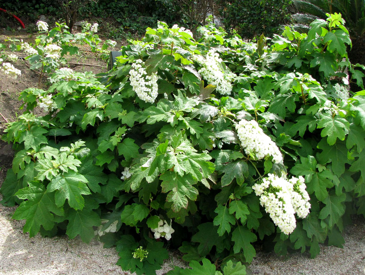 Image of Hydrangea quercifolia specimen.