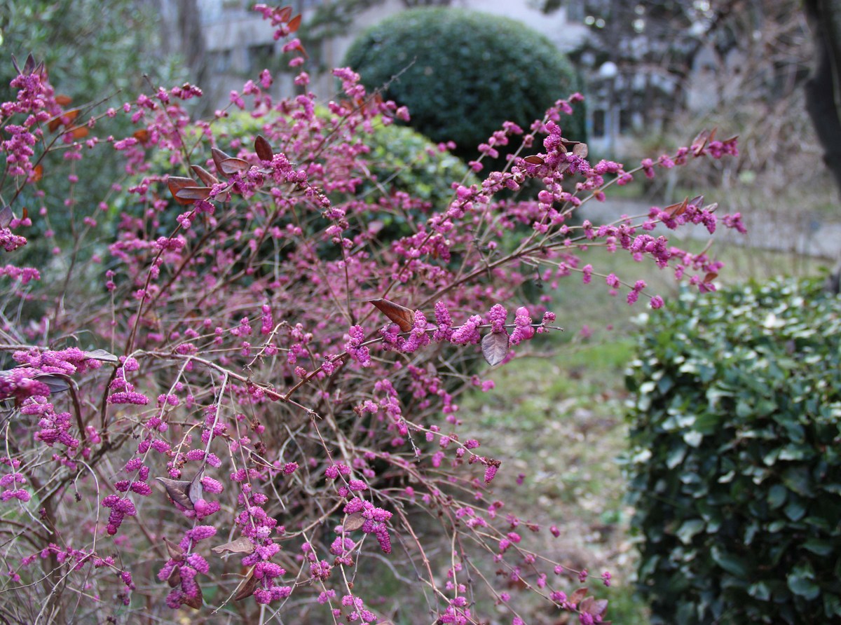 Изображение особи Symphoricarpos orbiculatus.