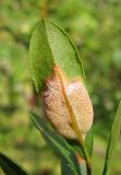 Chamaedaphne calyculata