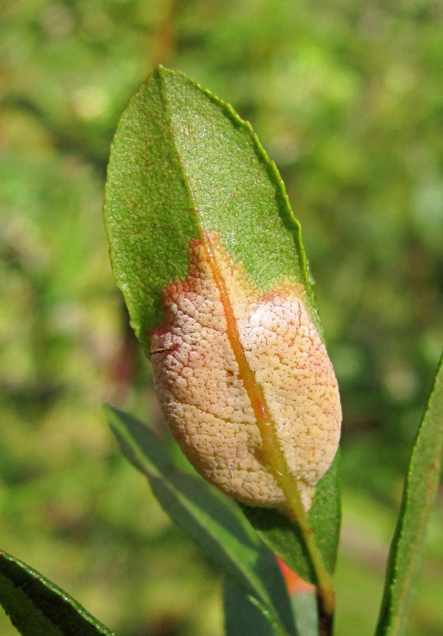 Изображение особи Chamaedaphne calyculata.