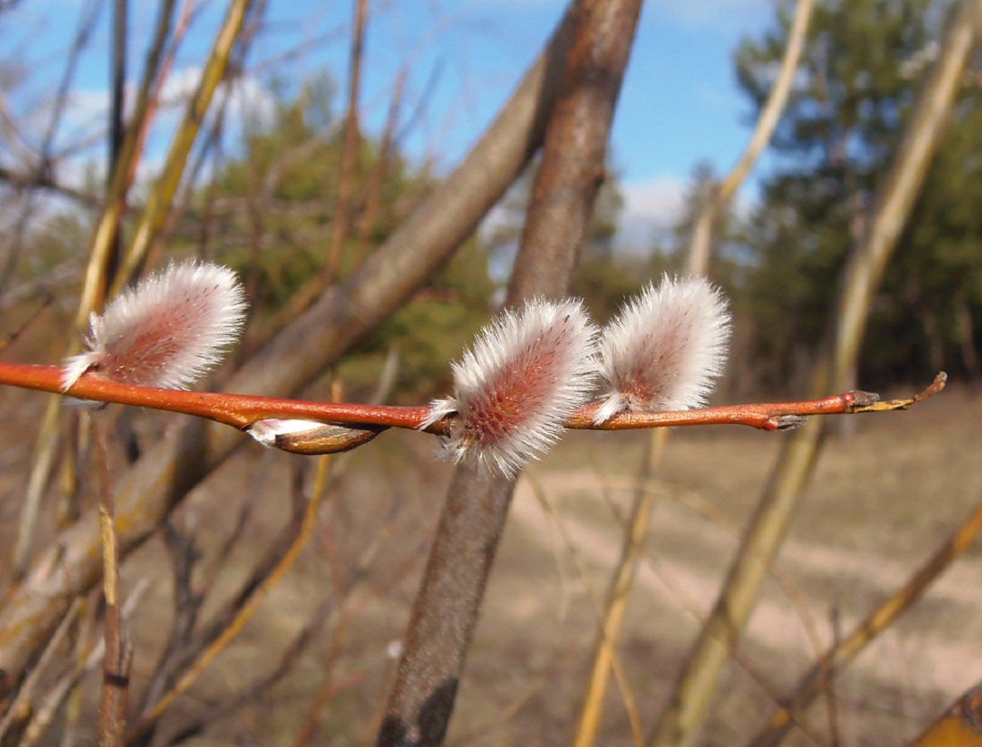Image of Salix vinogradovii specimen.