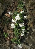 Arabis caucasica. Цветущие растения на большом камне посреди дубового леса в балке возле родника. Крым, Карадагский заповедник. 3 апреля 2013 г.