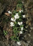 Arabis caucasica