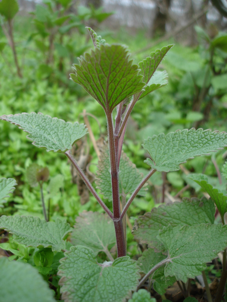 Image of Nepeta cataria specimen.