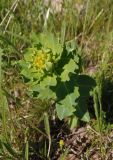 Euphorbia villosa