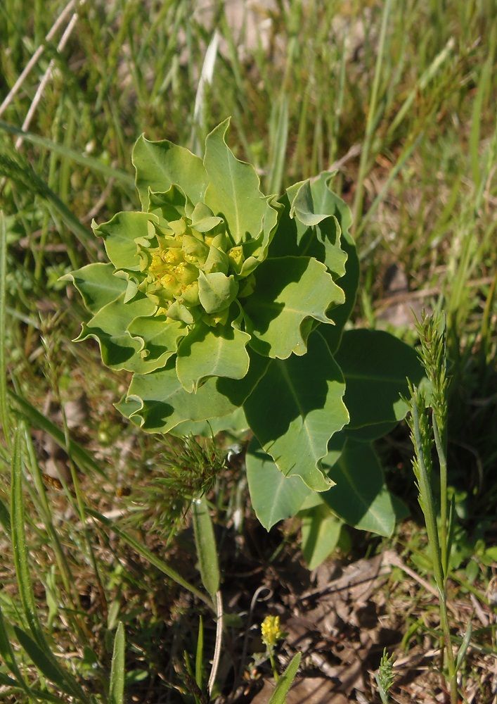 Image of Euphorbia villosa specimen.