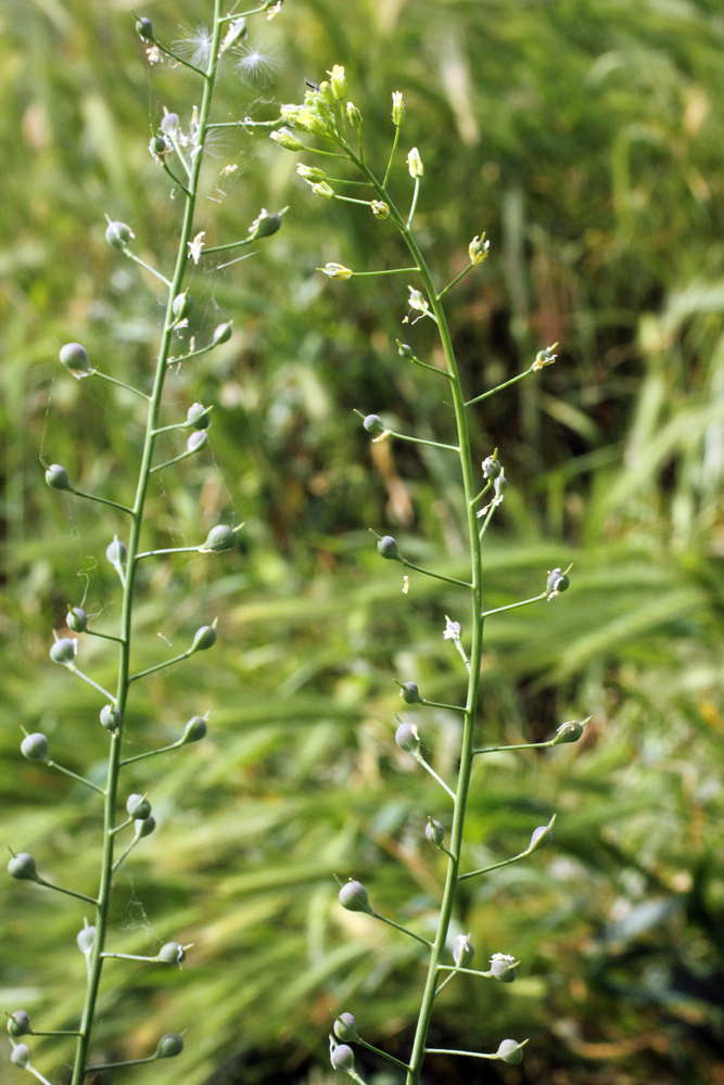 Изображение особи Camelina sylvestris.