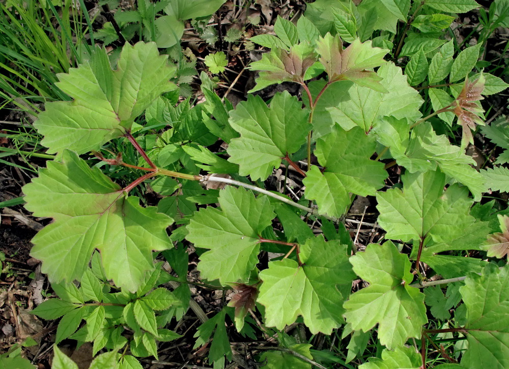 Image of Viburnum sargentii specimen.