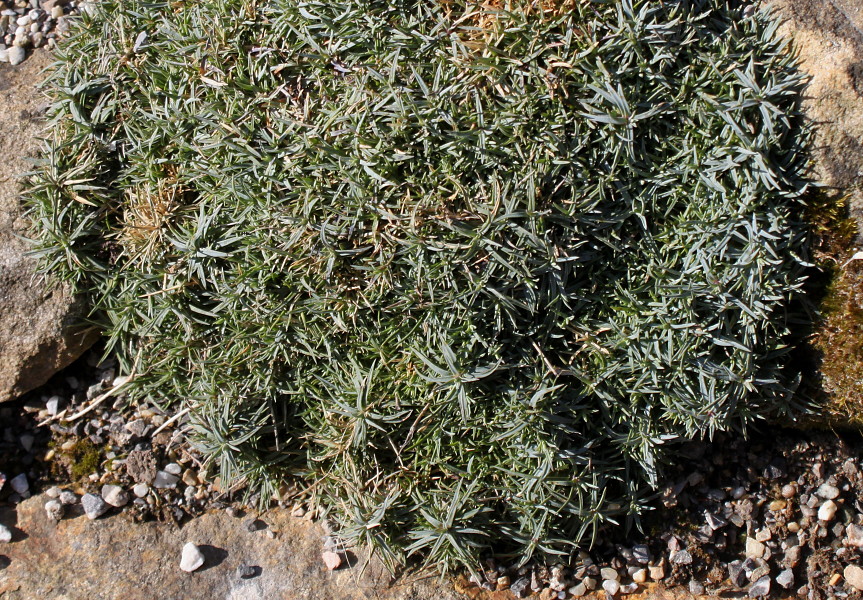 Изображение особи Dianthus subacaulis.