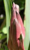 genus Yucca