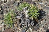 Anabasis truncata. Цветущее растение в щебнистой чернобоялычно-полынной пустыне на склоне сопки. Казахстан, Алматинская обл., Алакольский р-н, 50 км З пос. Актогай Восточно-Казахстанской области; Северное Прибалхашье, мелкосопочный массив Жаксыбулак. 01.06.2013.