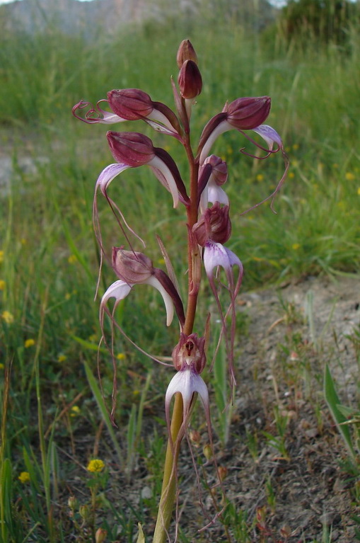 Изображение особи Himantoglossum comperianum.