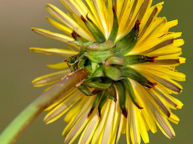 Изображение особи Taraxacum officinale.