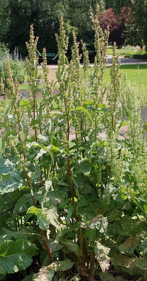 Изображение особи Rumex × heterophyllus.