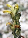 Pedicularis talassica