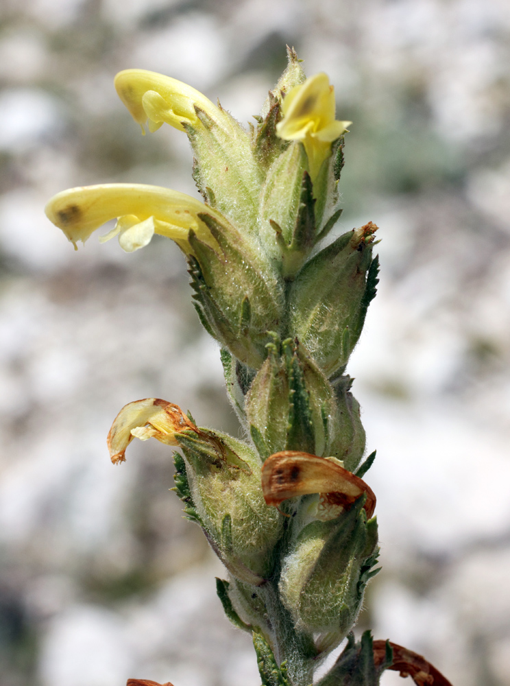 Image of Pedicularis talassica specimen.