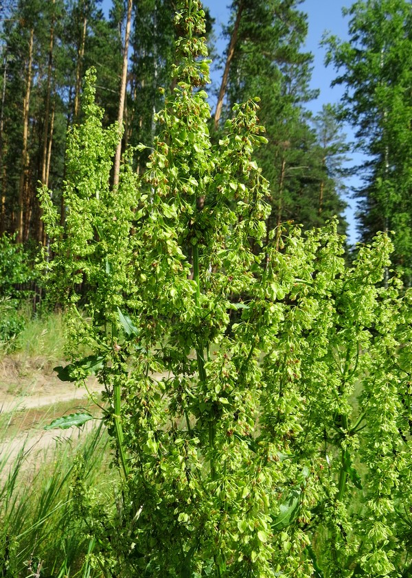 Image of Rumex confertus specimen.